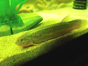 Fashion pond loach goldfish